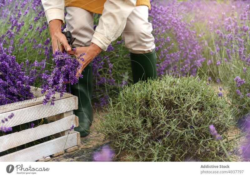 Anonymous female gardener cutting lavender flowers during harvesting works woman plant secateur horticulture cultivate agriculture mature apron countryside