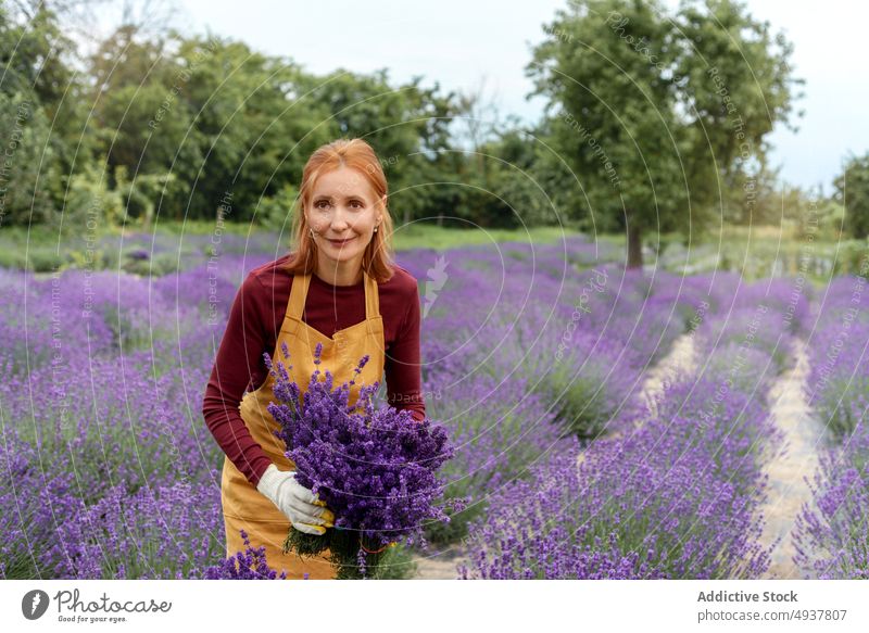 Redhead woman with bouquet of fresh harvested lavenders on farm gardener flower countryside nature plant field aroma harmony rural female mature redhead apron