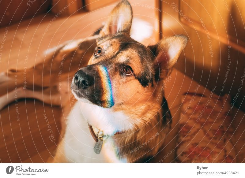 Reflection Of A Multi-colored Rainbow On The Face Of A Dog. Mixed-breed Dog Lying On Floor Indoor adorable animal art beautiful brown close-up closeup colorful