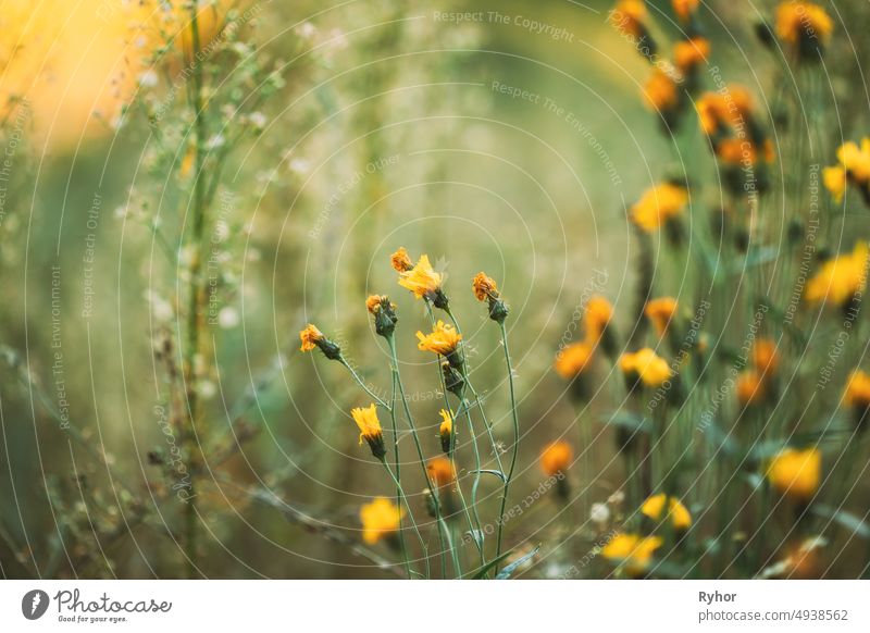 Close Up Grass And Yellow Flowers At Late Summer beautiful bloom blooming blossom close close up europe field flora floral flower grass green late summer light