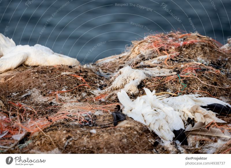 Dead gannet on Helgoland: died from H5N1 virus avian influenza II North Sea Islands North Sea coast Nature reserve To go for a walk Landscape Hiking Discover