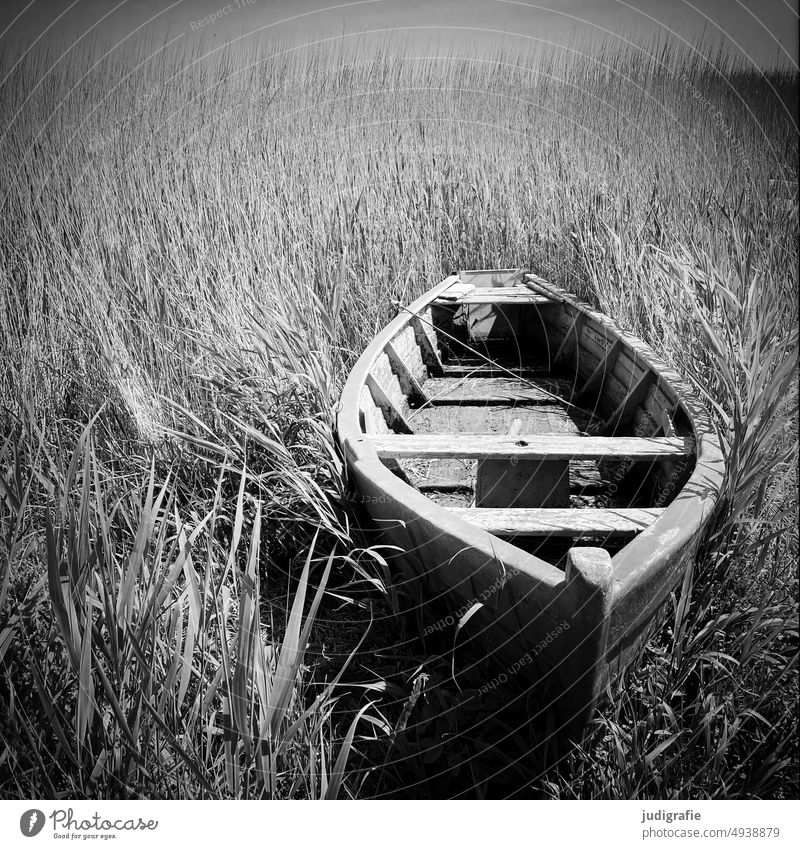 Boat by the fjord boat Fishing boat Fjord Denmark Jutland Rinkjöbing Fjord bank reed wooden boat Square Black & white photo Water Nature Landscape