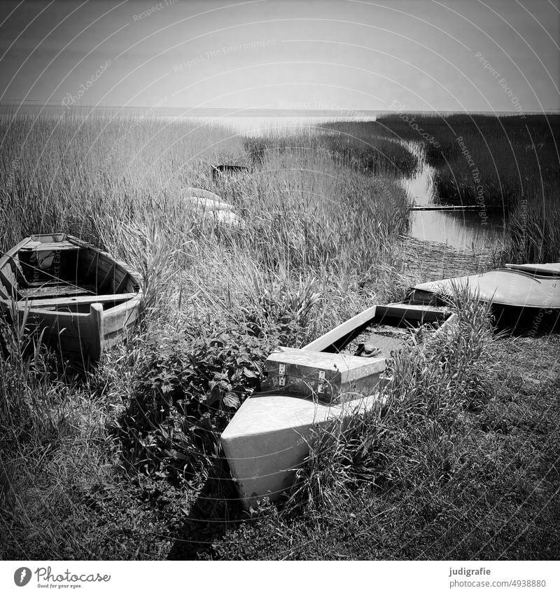 Boats on the fjord boats Fishing boat Fjord Denmark Jutland Rinkjöbing Fjord bank reed wooden boat Square Black & white photo Water Nature Landscape