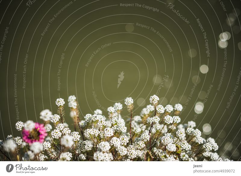 Delicate flowers on the river bank Flower Blossom little flowers White pink Nature Blossoming Summer River bank Water Glittering Pink Spring Plant naturally