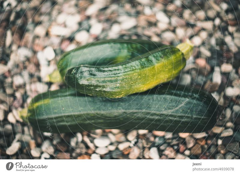 Fresh zucchini Harvest Vegetable Organic Mature Delicious Nutrition Food Vegan diet Vegetarian diet Vitamin Food photograph Healthy Zucchini Green