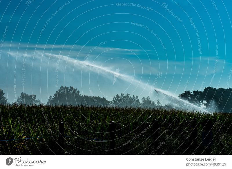 Irrigation of corn field against blue sky Sky Blue sky Exterior shot Summer ardor Maize Landscape Field Maize field Water water scarcity Agriculture