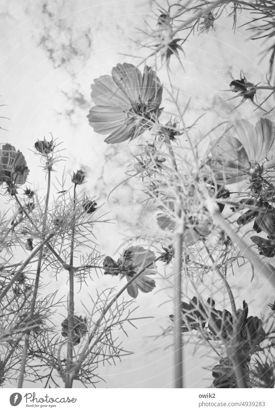 Garden stuff Cosmea flowers Many Ambitious Mysterious Muddled Pure Detail blossoms Sunlight Environment Beautiful weather Plant Close-up Growth Long shot Ease