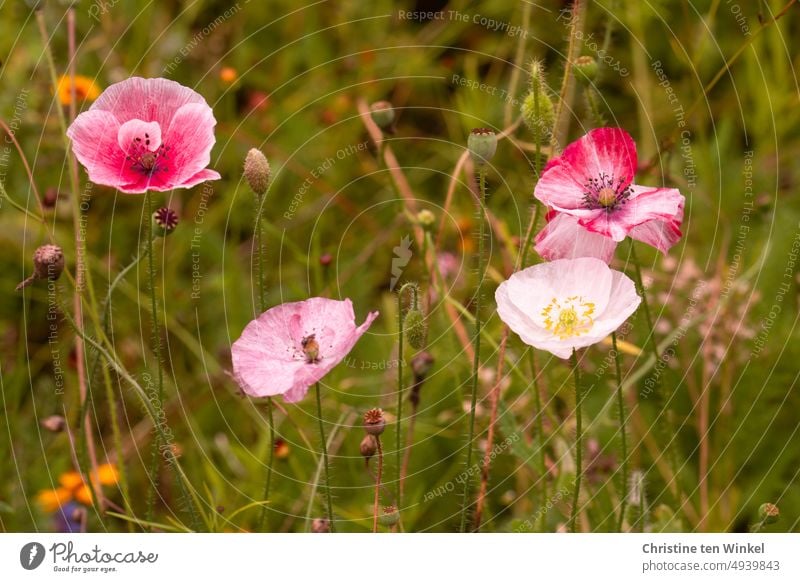 Four delicate poppy flowers in flower bed poppy blossoms Silk poppy Corn poppy Papaver rhoeas Light Poppy Love beautifully Insect pasture Honey flora