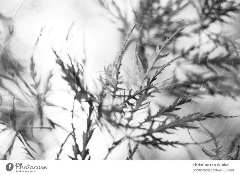 Filigree leaves on a bush Acer palmatum dissectum slit maple shrub monochrome Black & white photo Delicate Acer palmatum 'Dissectum Artropurpureum' Garden