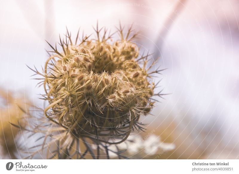 A fruit umbel of wild carrot against light background Wild carrot Flower umbel Wild plant seed stand Umbellifer Apiaceae Summer wild flower