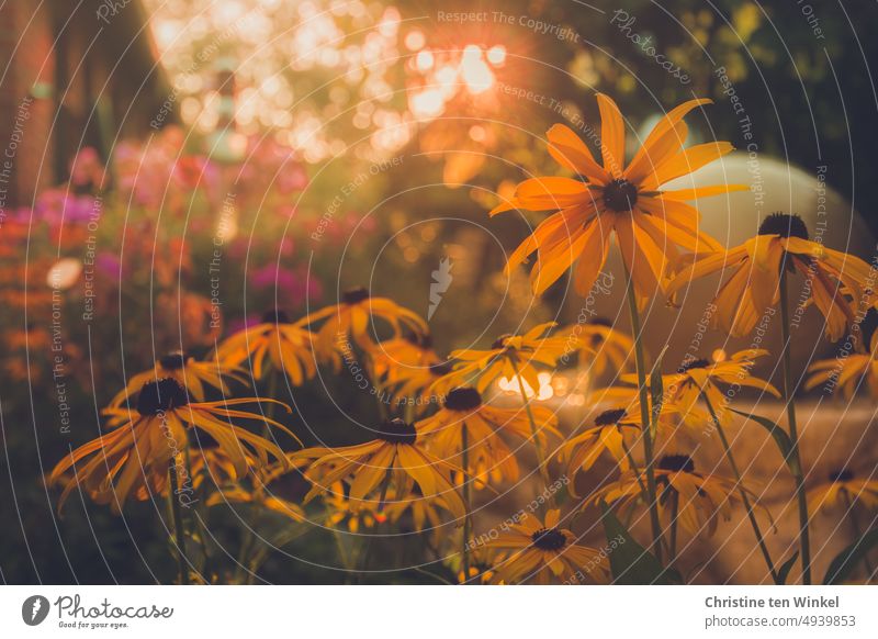 Late summer flowers late summer blossoms early autumn Rudbeckia Phlox Sunrise Sunset Sunlight Back-light Yellow Sunbeam Yellow sun hat Garden Herbaceous plants