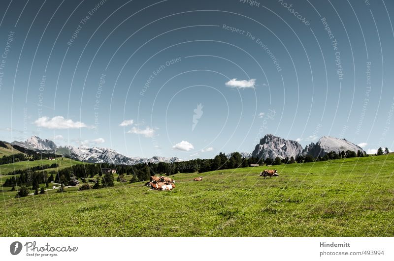 Animal Qüe, what else? Environment Nature Landscape Sky Clouds Summer Grass Meadow Forest Hill Rock Alps Mountain Peak Alpine pasture Seiser Alm Cow