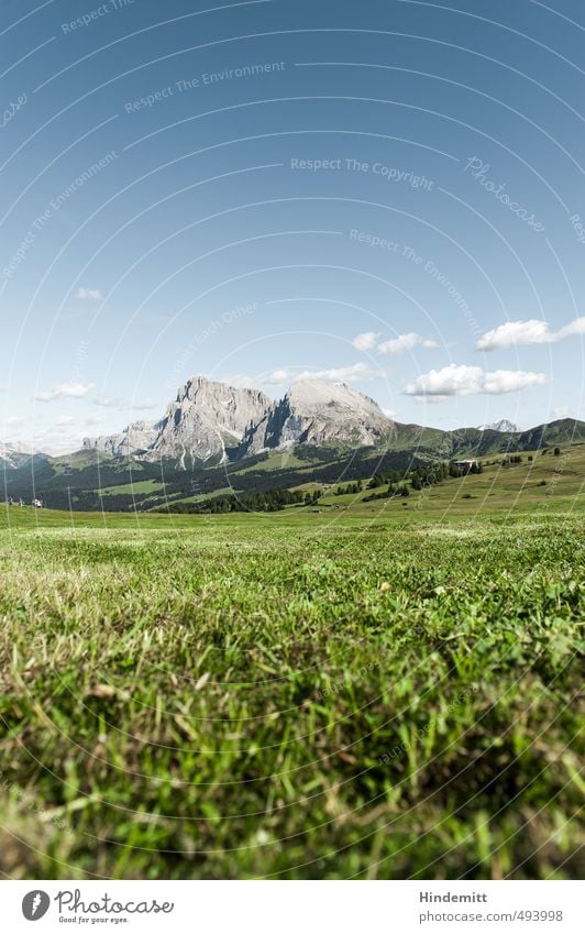 Juicy Sky Clouds Summer Plant Grass Leaf Meadow Forest Hill Rock Alps Mountain Peak Stand To dry up Growth Sharp-edged Firm Gigantic Large Tall Cuddly Small