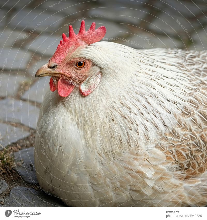 i just want to sit here chicken White Sit animal portrait Animal Poultry Farm Cobblestones Bird Barn fowl Free-range rearing Animal portrait Free-roaming