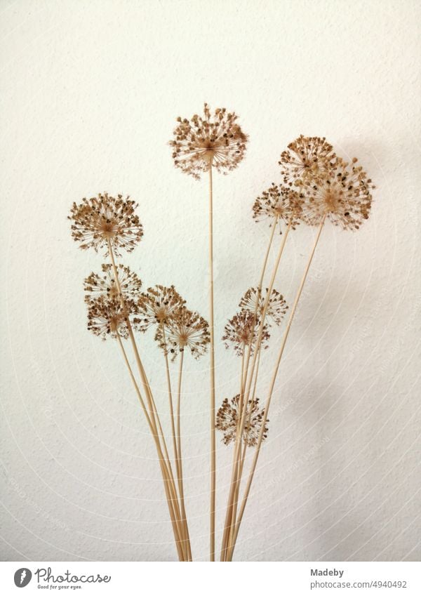 Bouquet with dried flowers in beige, brown and natural colors in front of white woodchip wallpaper as a decoration in a living room in Wettenberg Krofdorf-Gleiberg near Giessen in Hessen