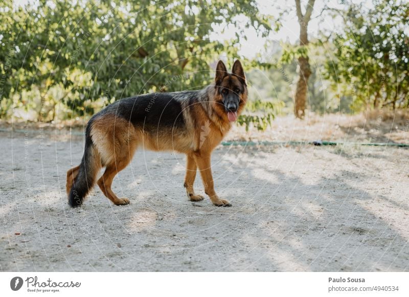 German shepherd portrait Dog German Shepherd Dog Shepherd dog Pet Animal Observe Exterior shot Animal portrait Meadow Nature Watchfulness Colour photo