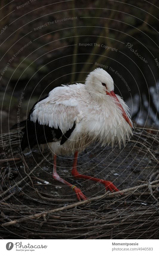 stork Stork Baby Baby time baby boom Bird Animal Nature Deserted Animal portrait White Stork Black Beak Full-length Colour photo Copy Space right Spring Gray