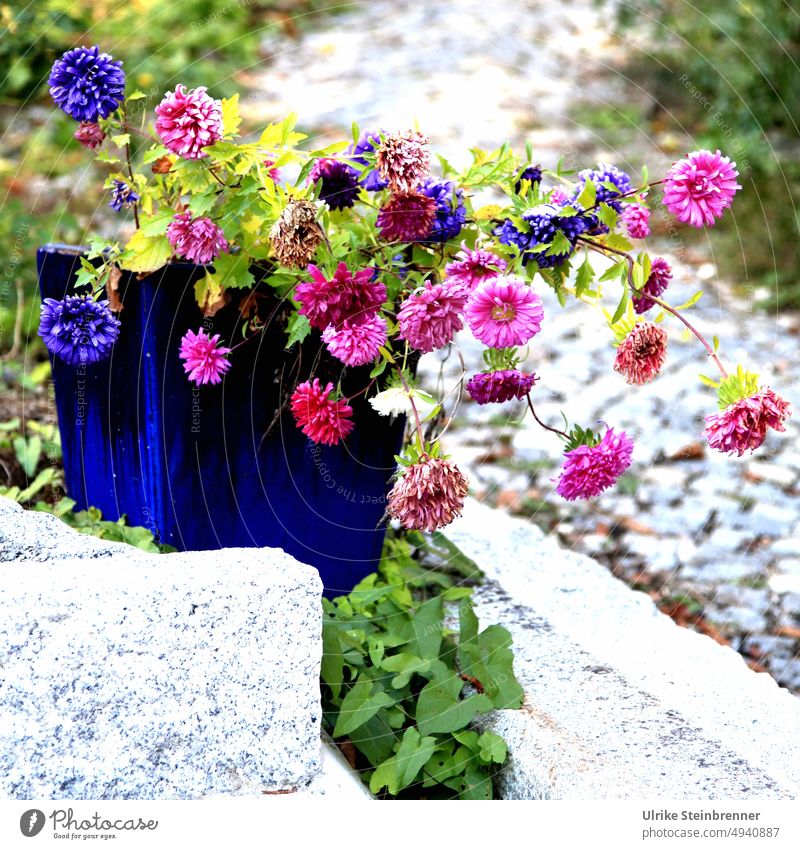 Flower box in purple and pink (AST 4) Window box flowers blossoms flower decoration Front garden step Flowerpot plants Nature heyday Garden plants dark blue