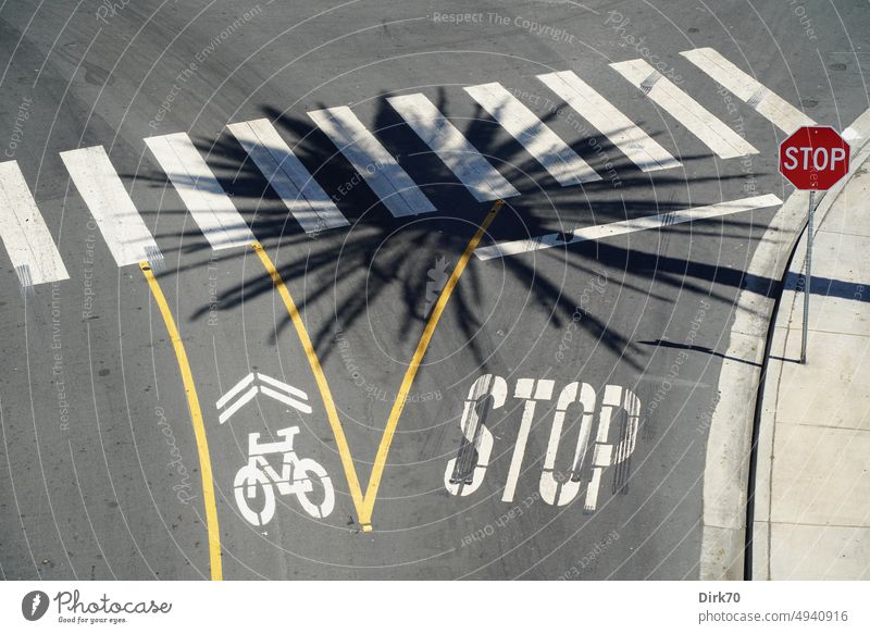 Shade a palm tree on a crosswalk in Long Beach, California Street Shadow Palm tree Zebra crossing Stop sign Bicycle Symbols and metaphors Cycle path