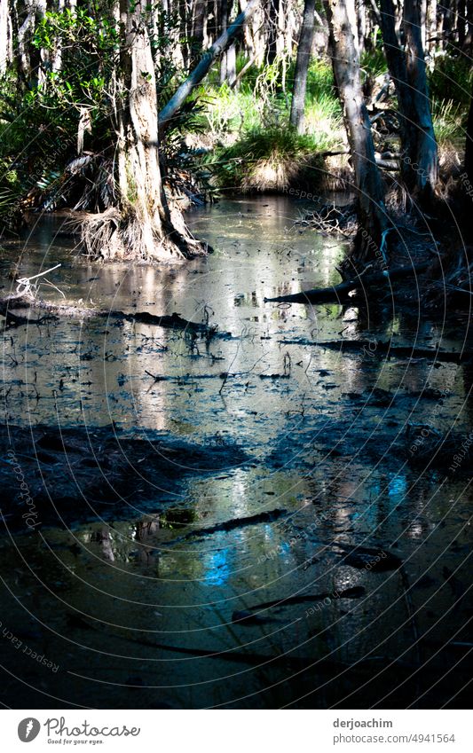 Naturally left landscape in the jungle. Bare trees ,knee deep water illuminated by the sun. Virgin forest Green Tree Deserted Nature Exterior shot Summer