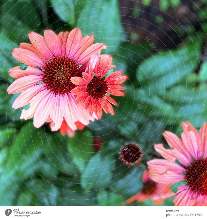 garden happiness Flower Red Rudbeckia Garden Blossom Plant Purple cone flower Shallow depth of field Summer Alternative medicine echinacea