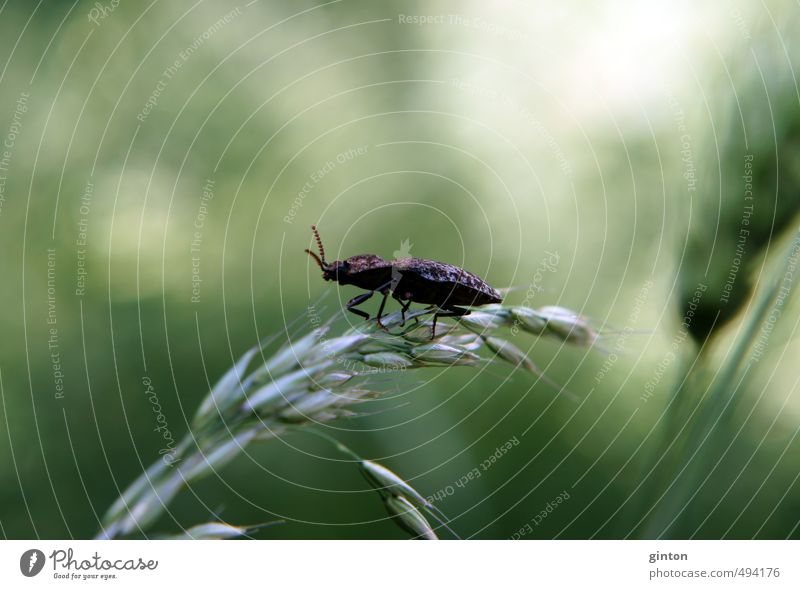 Mouse grey click beetle Nature Plant Animal Sunlight Summer Grass Foliage plant Meadow Field Wild animal Beetle 1 Stand Brown Green Colour photo Subdued colour