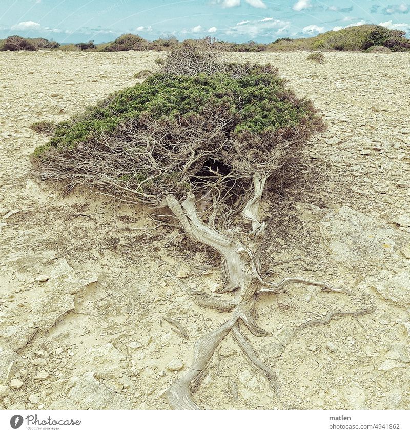 wind whisperer Wind cripple Pushed to the ground Nature Tree Juniper Horizontal Ground Landscape Exterior shot Deserted