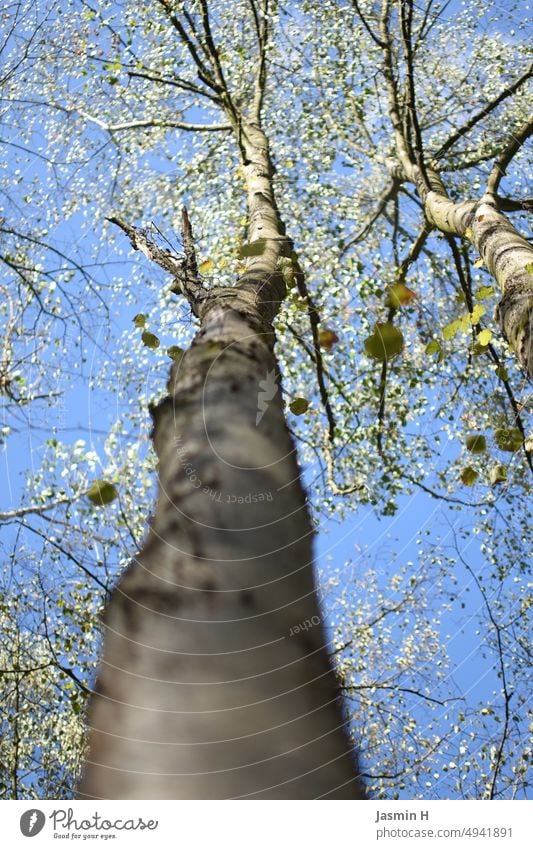 tree Tree Nature Sky Blue Branch Branchage Exterior shot Colour photo Twig Deserted Day Leaf Beautiful weather Forest Environment Tree trunk Sunlight Growth