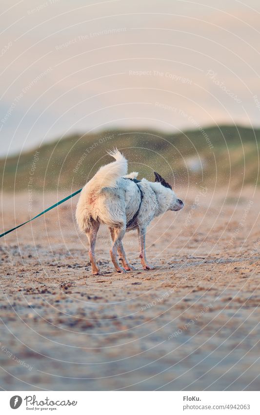 Dog on beach shakes after bath in sea Beach Wet Water Shake Animal Exterior shot Pet Colour photo Nature Ocean Day Animal portrait Cute Summer Love of animals