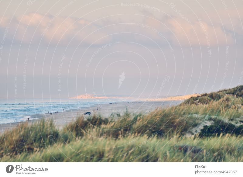 Beach at Jammer Bay in Denmark marram grass Marram grass Grass Plant Nature Summer Exterior shot Colour photo Deserted Grain Green Environment coast Landscape