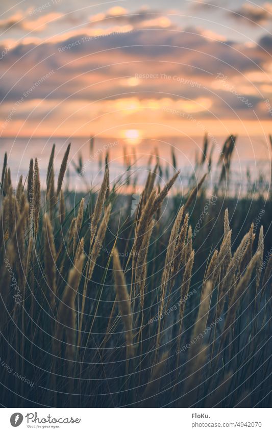 Beach grass ears in the sunset marram grass Marram grass Grass Grain Ear of corn Plant Nature Summer Field Exterior shot Colour photo Deserted Green Environment