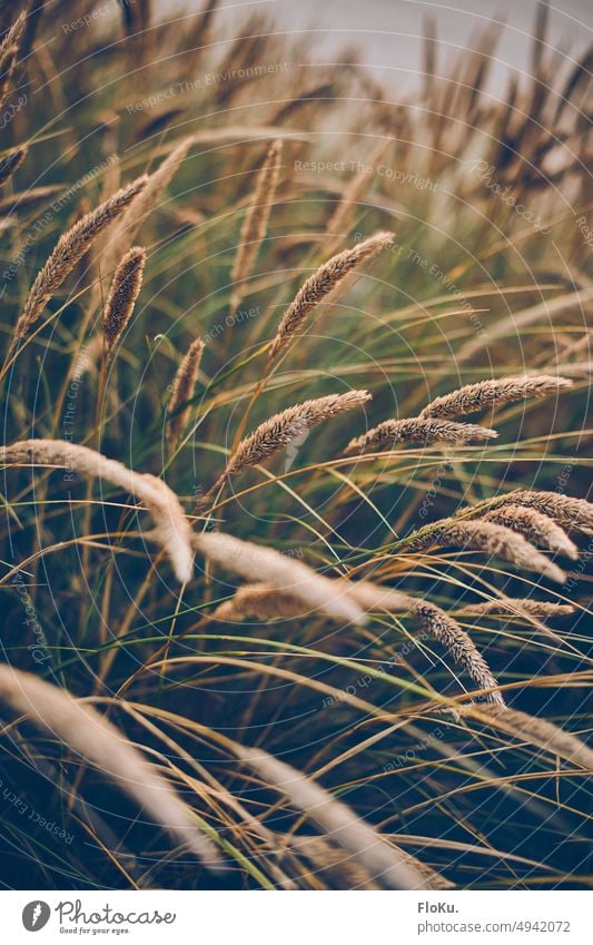 Beach oat ears marram grass Marram grass Grass Grain Ear of corn Plant Nature Summer Field Exterior shot Colour photo Deserted Green Environment coast Landscape