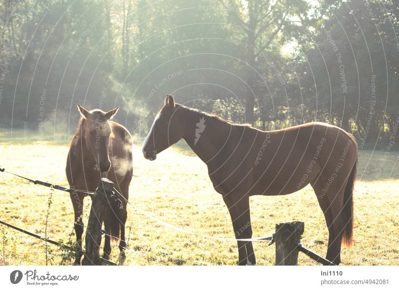 Horses in the paddock Autumn October Morning Hoar frost Willow tree Pasture fence Meadow Fenced in Broadband strand animals 2 horses Brown riding horses