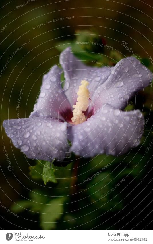 Hibiscus in the rain Rain raindrops Hibicus blossom Wet Drop Drops of water Close-up Macro (Extreme close-up) Nature Plant Water Detail Damp Colour photo