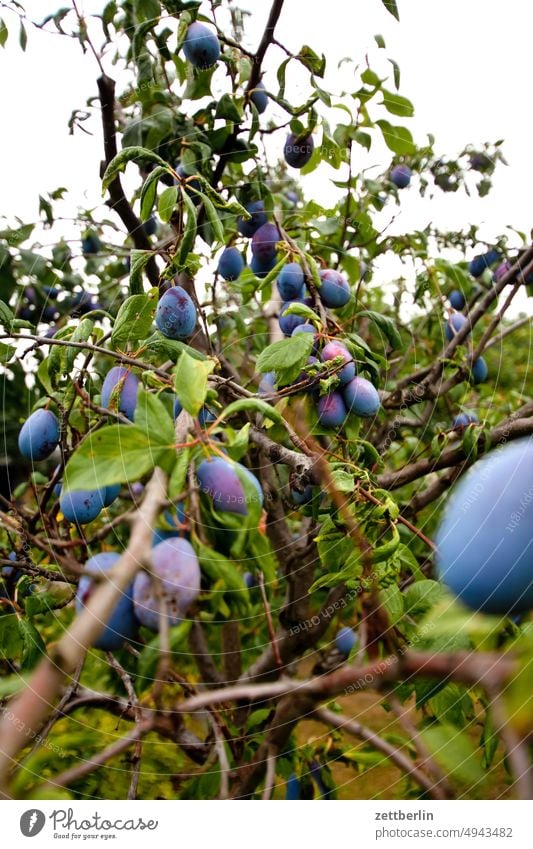 Ripe plums Branch Tree Relaxation Harvest holidays Garden Autumn Sky allotment Garden allotments Deserted neighbourhood Nature Plant Plum Plum tree Mature