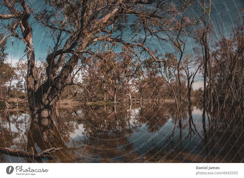 A billabong waits quietly for a swagman. Rural Australia + Oceania New South Wales Plant Desolate darling river menindee lakes scrub Eucalyptus Tree Trees