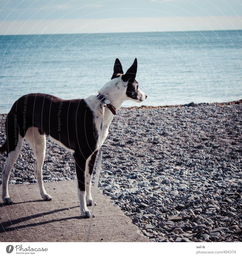 killiney beach Environment Nature Water Sky Beautiful weather Coast Ocean Animal Pet Dog Greyhound 1 Observe Listening Fresh Healthy Natural Love of animals