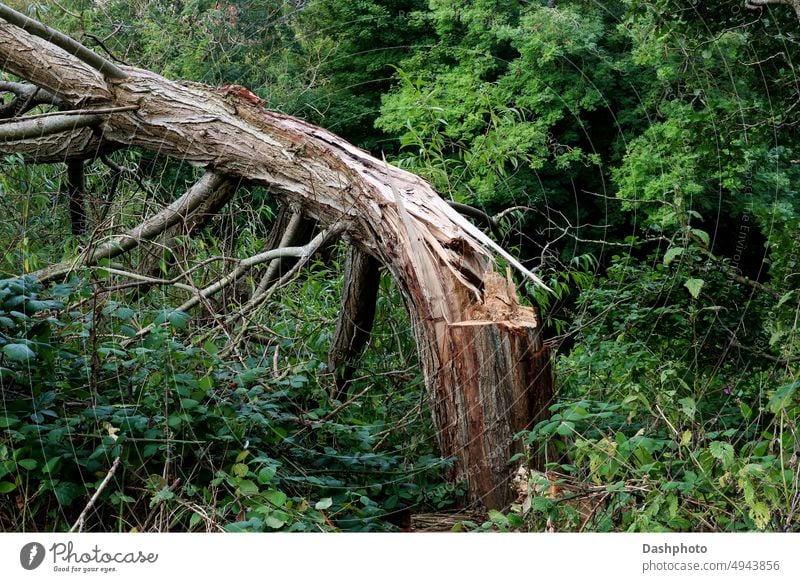 Old Cut and Broken Tree in a Forest Location tree tree trunk wood timber split broken felled bark tree bark branches shards cut dead dead tree splinters forest