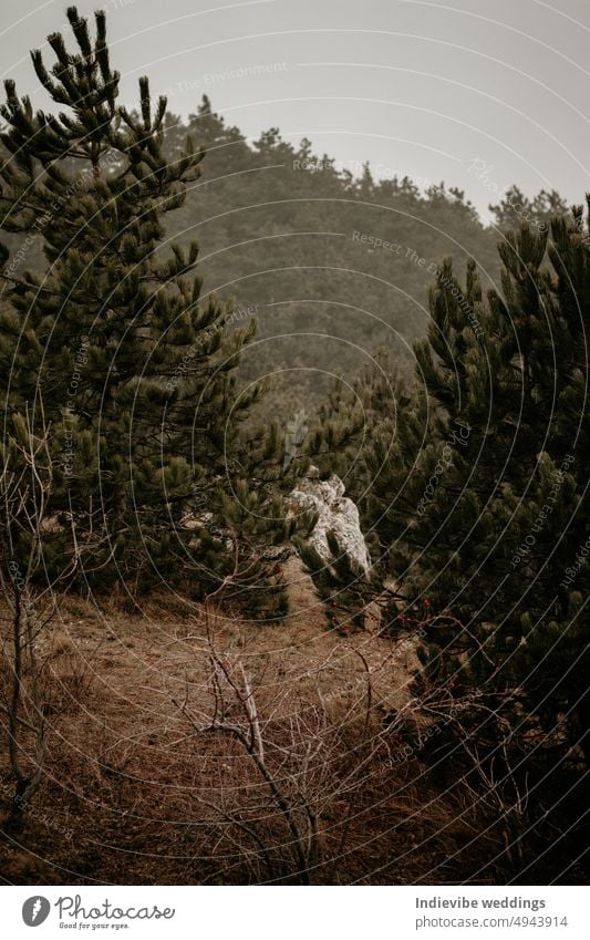 A pinewood forest detail in the hills. Autumn in the woods. Dried grass, pinewood trees and hazy background. Copy space, vertical image. autumn beauty branch