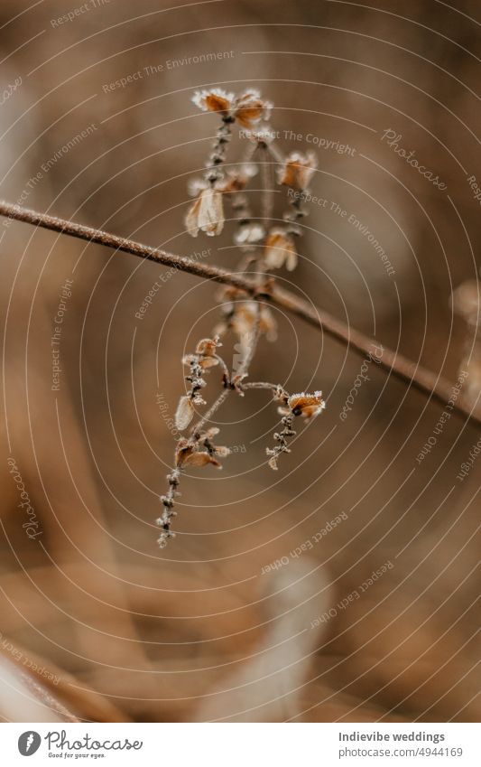 Dried plant closeup. Brown tones, blurry background. Autumn colors in nature. autumn beautiful blossom blurred brown bud bush cold colorful decor decoration