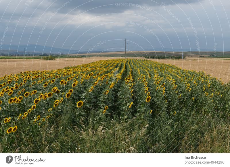 A field with several sunflowers lining up towards the horizon. Sunflowers Field Summer Nature Yellow Flower Exterior shot Blossom Agriculture Landscape