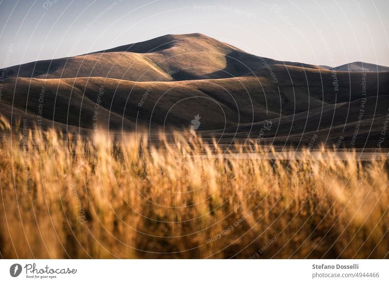 Golden light in the wheat fields and hills of Castelluccio di Norcia, central Italy castelluccio central italy clouds contrast country countryside