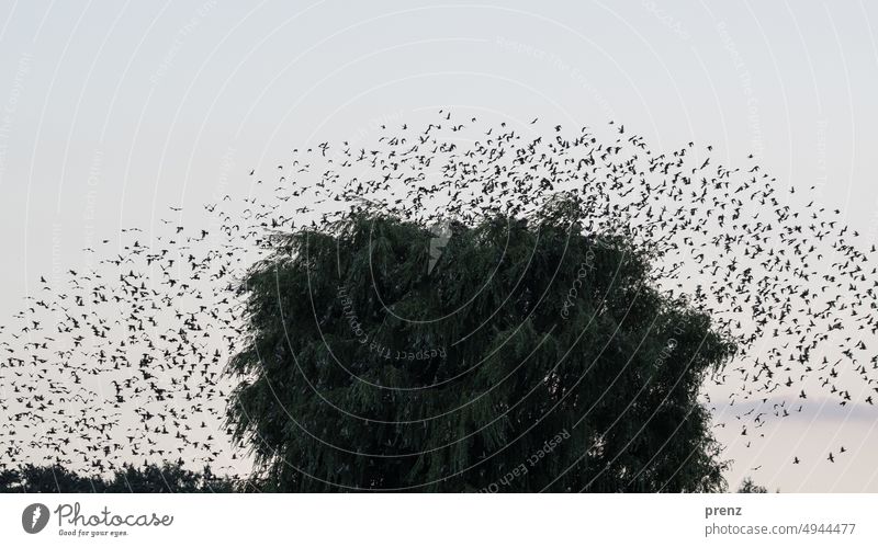 Stare Starling Flock Animal Exterior shot Bird Starling swarm Fischland-Darss-Zingst Tree Willow tree Landscape Nature Baltic Sea