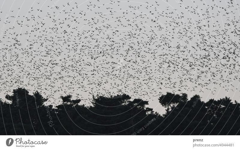 Stare Starling Flock Animal Exterior shot Bird Starling swarm Fischland-Darss-Zingst Tree Landscape Nature Baltic Sea