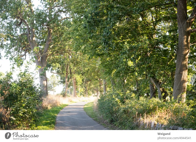 Asphalted path along the forest forest path trees Sun Sunlight hiking trail Bend Curve Promenade Avenue flooded with light Baltic Sea Trip North Sea