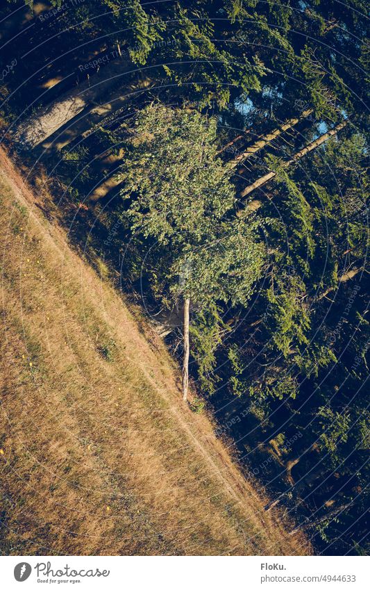 Something is crooked in this photo Tree Forest Meadow Nature Grass Birch tree Treetop tilted position slanting tip tilting Plant Exterior shot Colour photo