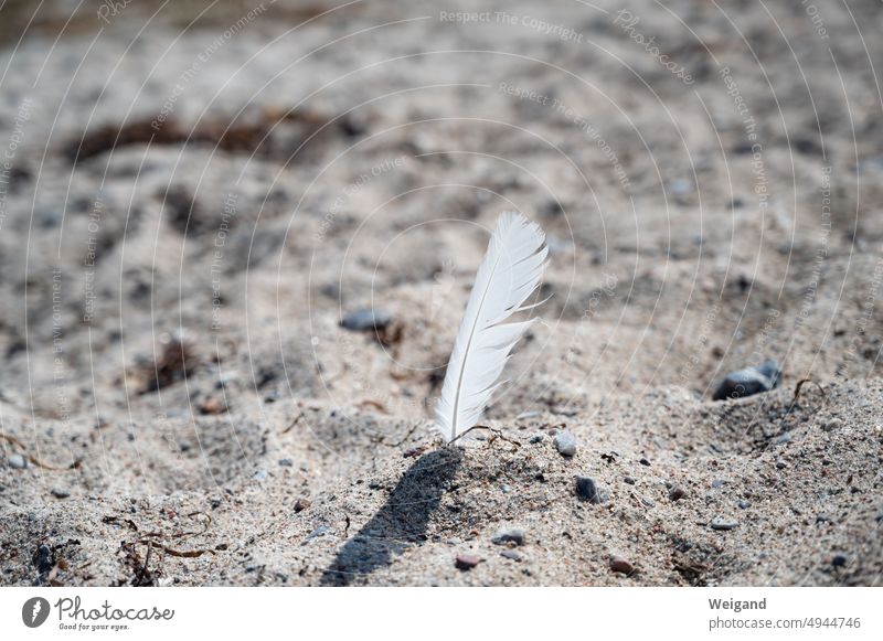 White feather stuck in sand Sandy beach Feather Still Life Moody poetry Beach Baltic Sea North Sea vacation atmospherically Background picture beach holiday