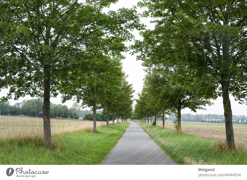 Field path adorned by trees off the beaten track Avenue Country road meadows fields foggy by the wayside silent tranquillity Moody change of seasons