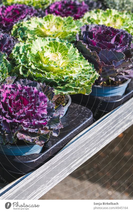 ornamental cabbage Ornamental cabbage Garden Plant Decoration Edible Fresh Organic Cabbage Kitchen boil vegan vegetarian organic salubriously Food naturally