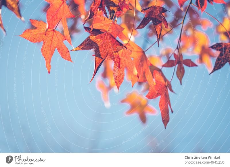 Autumn leaves on amber tree and above the blue sky Autumnal colours coloured leaves Delicate Twigs and branches twigs Upward Nature Plant Seasons Transience